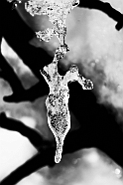 slides/Cicerana-010.jpg  
