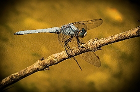 slides/IMG_0710.jpg  