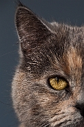 slides/minou-004.jpg  